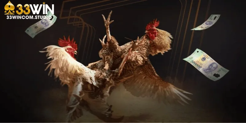 Vì sao nên lựa chọn 33Win để theo dõi đá gà trực tiếp mỗi ngày